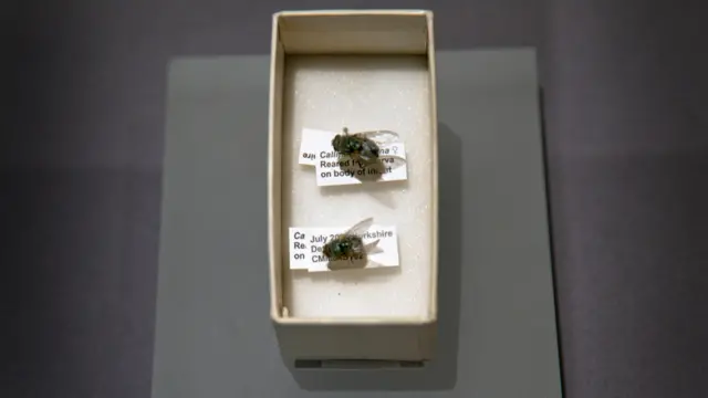 Падальные мухи в экспозиции музея