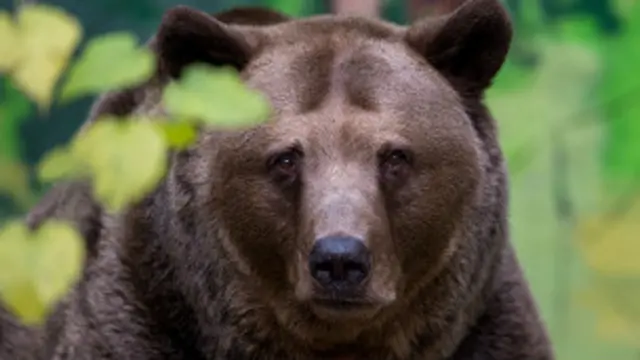 भालू (फ़ाइल फोटो)