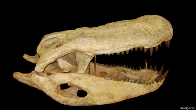 Mandíbula do Purussaurus | Foto: Divulgação