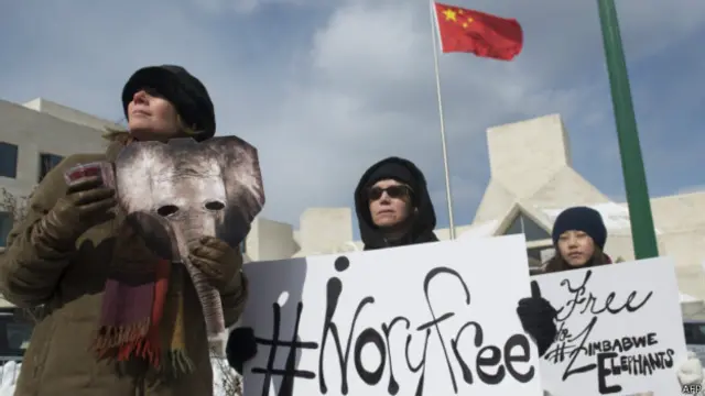 Críticos del comercio de marfil se han manifestado frente a la embajada china en Washington DC.
