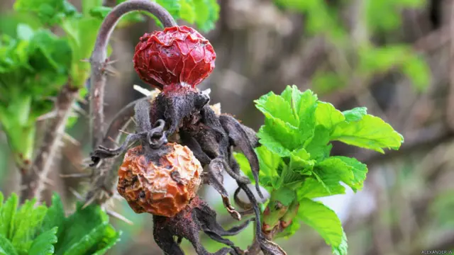Фото: Александр В.
