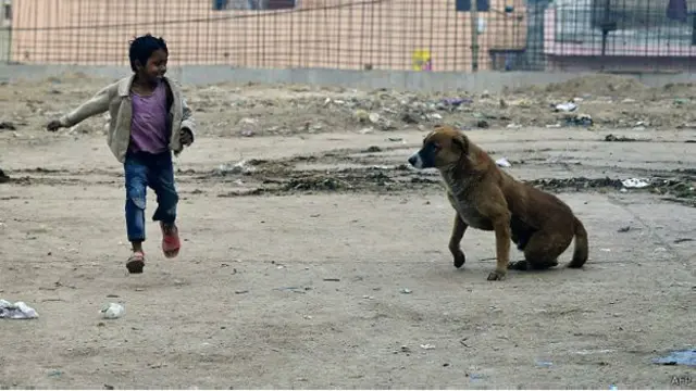 تقریبا ڈیڑھ ماہ سے جنگلی کتّوں کے ریوڑ نے بہیڑی میں دہشت پھیلا رکھی ہے