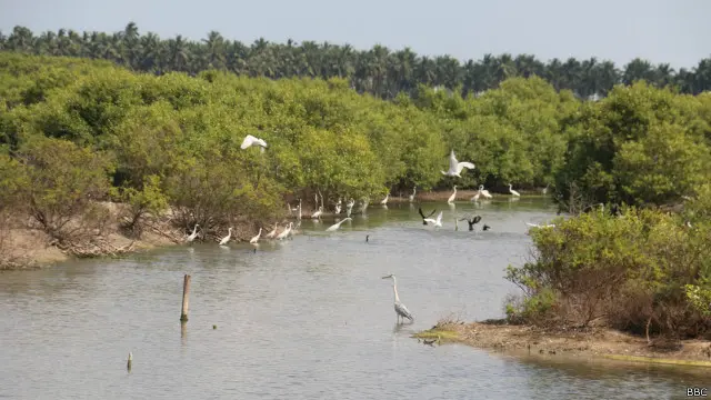 Tercatat, Indonesia memiliki sedikitnya 3 juta hektare hutan bakau yang sebagian besar berada di Papua.