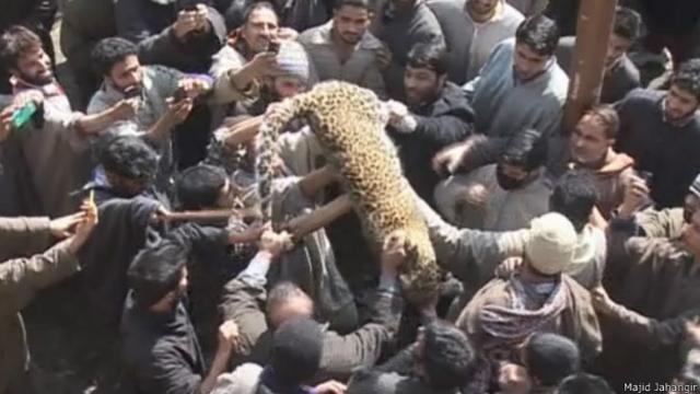 पुलवामा में आदमख़ोर तेंदुआ मारा गया
