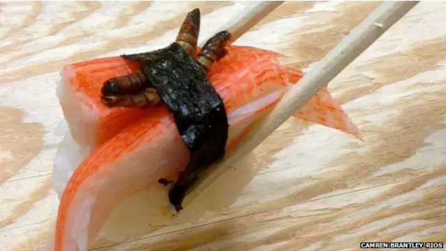 Brantley-Ríos se queja de que en EE.UU. apenas hay criaderos de insectos.