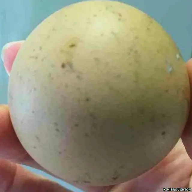 Telur berbentuk "bulat sempurna" ini dia temukan di kebunnya, milik ayamnya yang bernama "Ping Pong".