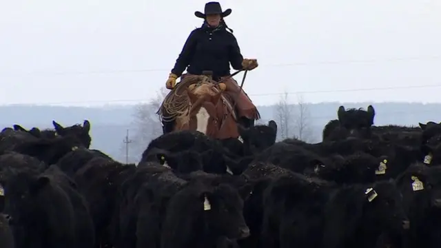 یک گاوچران شرکت گاوداری میراتورگ با گله ای از گاوها