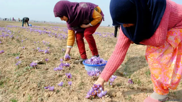 कश्मीर केसर