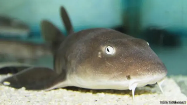 تعيش سمكة قرش البامبو البنية اللون غربي المحيط الهادئ، ويصل طولها إلى ما يزيد على قدمين قليلا.