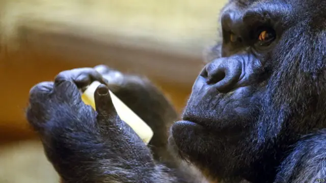 تمكن فريق البحث من تحقيق هذا الانجاز بفضل النماذج الجينية من قرود الغوريلا والشمبانزي التي حصلوا عليها من الكاميرون والغابون واوغندا وجمهورية الكونغو الديمقراطية