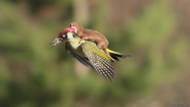 Pájaro carpintero con comadreja a cuestas