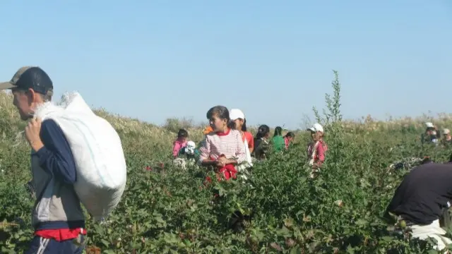 Бу эса Ўзбекистоннинг пахтаси!..