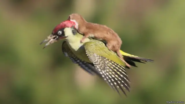 Дятел, летящий с лаской на спине 