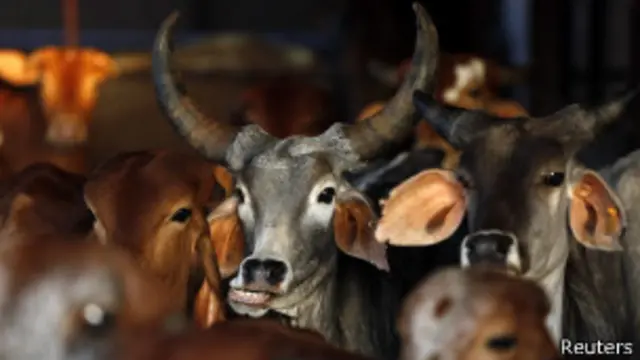 အိန္ဒိယမှာ ၁ ဒသမ ၂ ဘီလျံ ရှိတဲ့ ဟိန္ဒူတွေက နွားကို အထွဋ်အမြတ်ထား