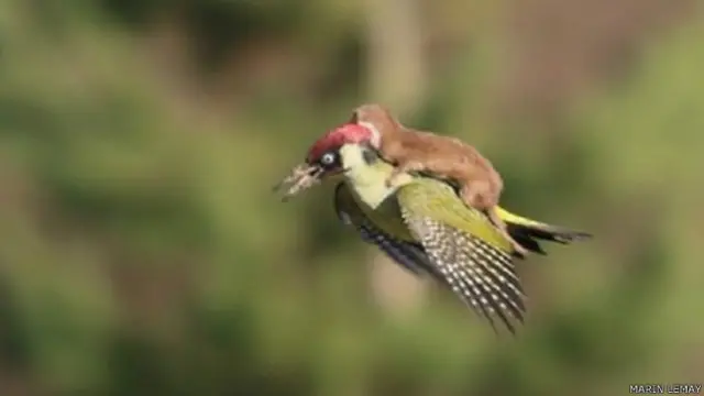 कठफोड़वे की पीठ पर सवार नेवला