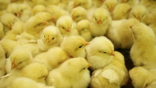 Müəllimlərdən biri deyir ki, maaşın cücə ilə ödənməsi "rüsvayçı"lıqdır. 