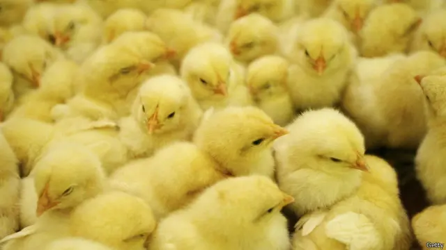 Penggunaan antibiotik di peternakan menjadi praktik yang jamak di dunia.