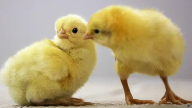 पोल्ट्री फ़ॉर्म में चूजे