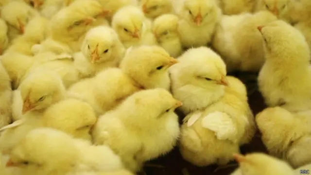 पोल्ट्री फॉर्म में चूजे