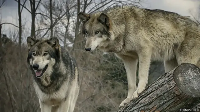 Lobos