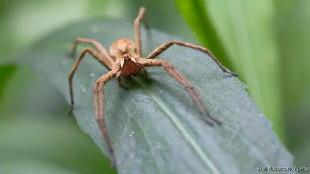 Certos machosmultiplas betanoaranhas aprisionam as fêmeas com seda
