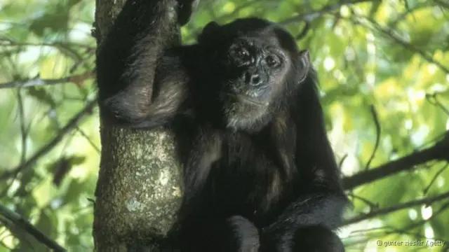 Chimpanzés fazem ruídos com os dentes e as mãos para atrair fêmeas