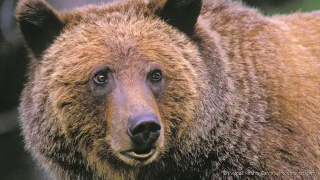 Duplamultiplas betanoursos pardosmultiplas betanocativeiro praticaram sexo oral por dez anos