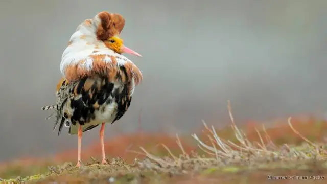 Machosmultiplas betanocertas aves se 'disfarçam'multiplas betanofêmeas para acasalar ou para fugirmultiplas betanoataques
