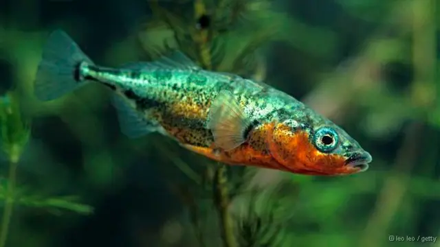 Após assistirem vídeomultiplas betano'flerte' machosmultiplas betanoesgana-gatos liberaram mais esperma