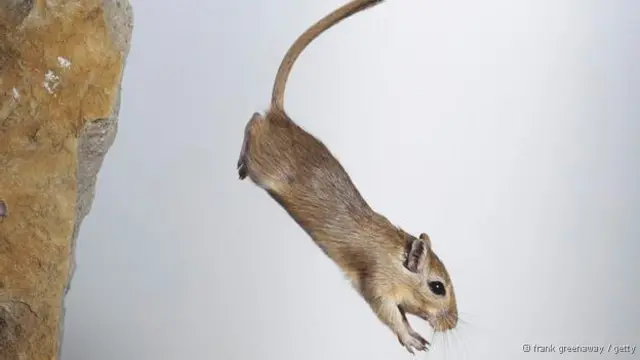 Um pequeno roedor dos desertos africanos é capazmultiplas betanoacasalar maismultiplas betano200 vezesmultiplas betanoduas horas