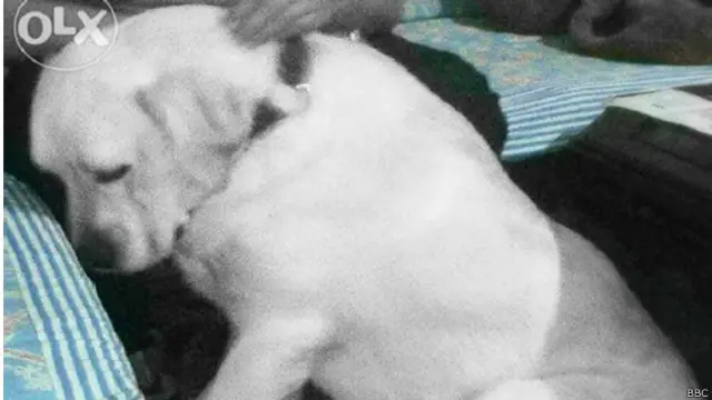 کتے کے احساسات پر ان دنوں کئی قسم کے مشاہدات سامنے آئے ہیں