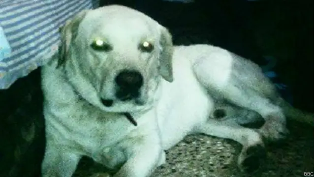 चोरी हुआ कुत्ता मिला ऑनलाइन क्लासीफ़ाइ़ साइट पर