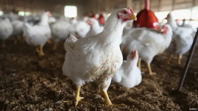 McDonald's anunció esta semana que dejará de servir productos de pollo tratado con antibióticos en EE.UU.