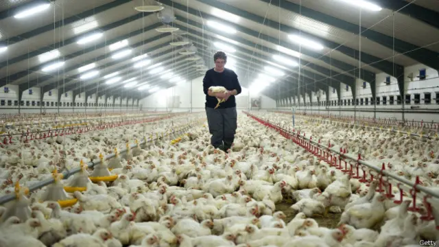 Tras la presión de los restaurantes, los productores también han empezado a criar a las aves sin antibióticos.