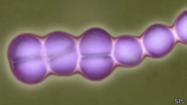 Durante décadas los científicos han advertido que con el uso generalizado de los fármacos en la producción ganadera las bacterias podrían hacerse resistentes a ellos.