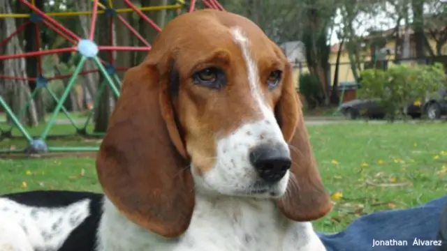 los estados tienen su propia raza de perro