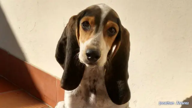 puede un sabueso de seda vivir en reino unido