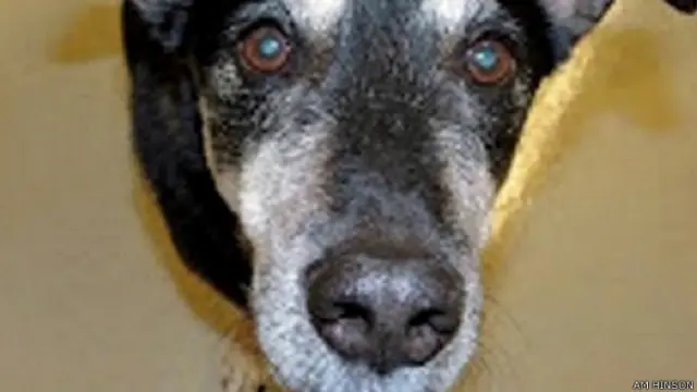 कैंसर सूंघने वाला कु्त्ता फ्रैंकी