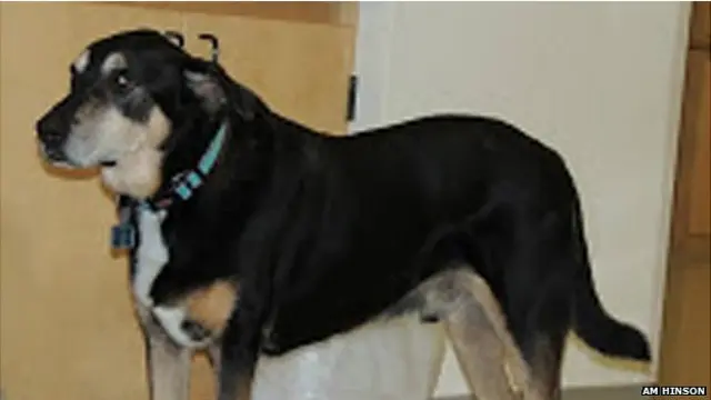 थायरॉयड कैंसर सूंघ सकने वाला फ्रैंकी