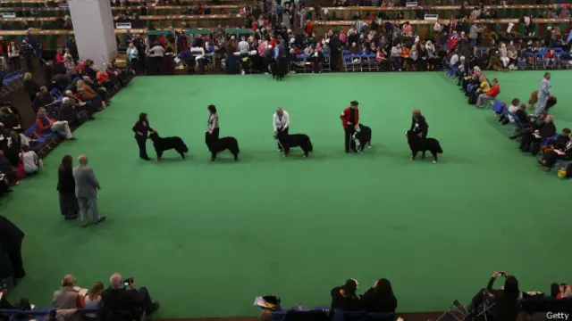 Crufts