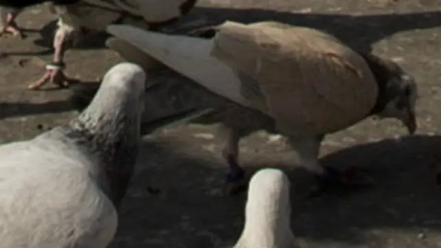 पाकिस्तानी कबूतर भारत में