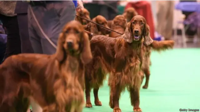 Сеттеры во время соревнований