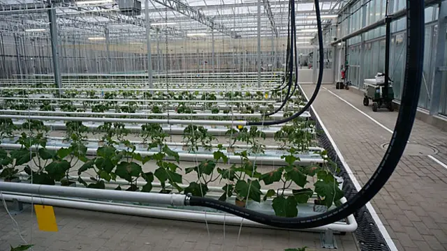 یک مزرعه آبکشت (بدون خاک) در آلمان