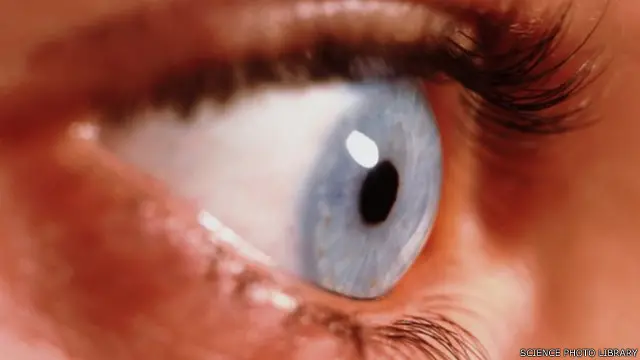 تقع مستقبلات الضوء في مؤخرة الشبكية داخل العين