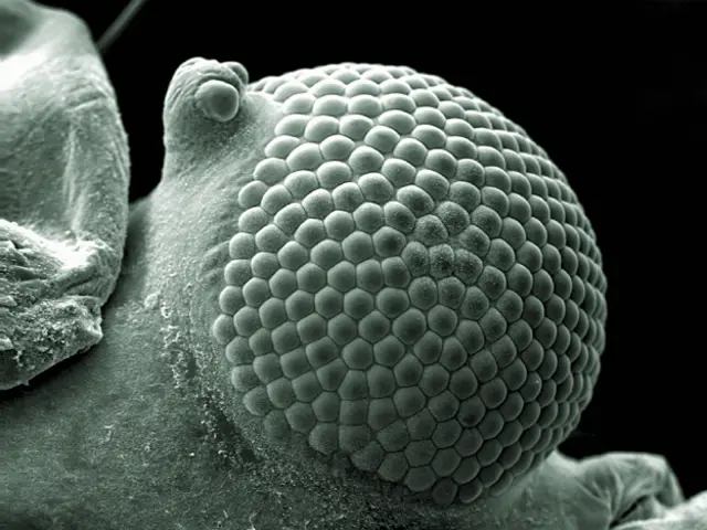 वेलकम इमेज अवार्ड