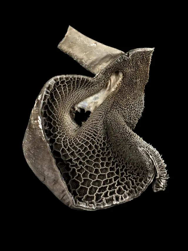 वेलकम इमेज अवार्ड