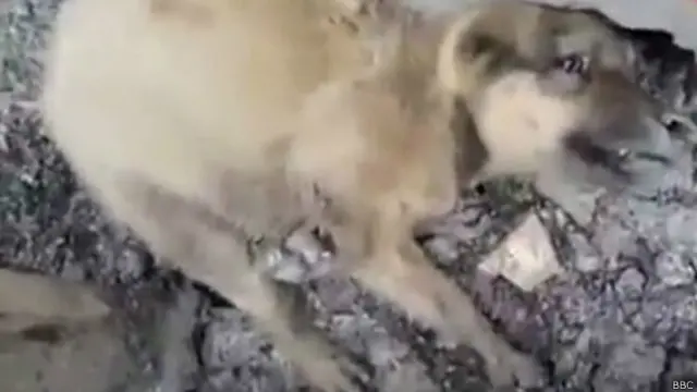 Умирающая собака