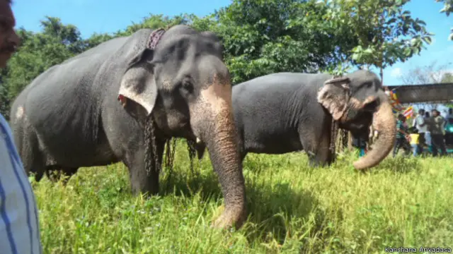 ग़रीब किसान ने किया हाथियों के लिए धान के खेत का दान
