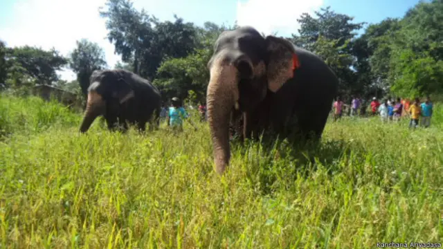 ग़रीब किसान ने किया हाथियों के लिए धान के खेत का दान