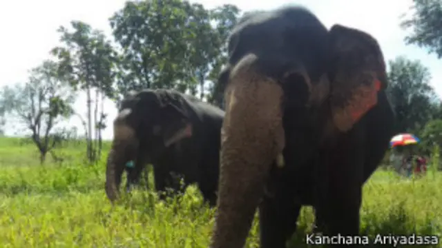  ग़रीब किसान ने किया हाथियों के लिए धान के खेत का दान